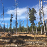 #16 Riddle Creek Trail, Yellowstone National Park | October 12th, 2018