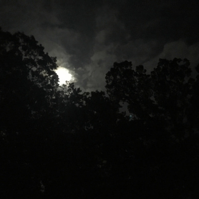 Field Recordings Nyc