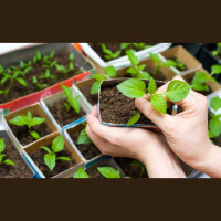 Real Brazilian Conversations #43 – Plantas