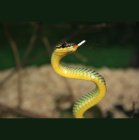 Weekly Expressions #58 – A Cobra vai fumar