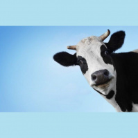 Weekly Expression #75 – Fazer Vaquinha