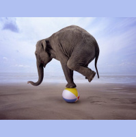 Weekly Expression #85 – Memória de Elefante