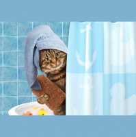 Weekly Expressions #65 – Banho de gato