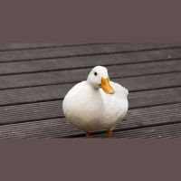 Weekly Expressions #72 – Pagar o Pato