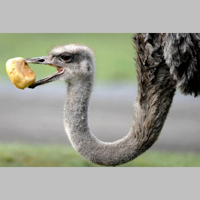 Brazilian Portuguese Podcast, By Rlp