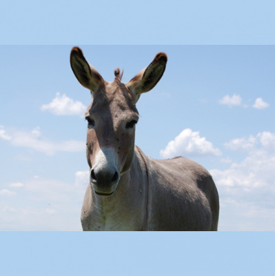 Brazilian Portuguese Podcast, By Rlp