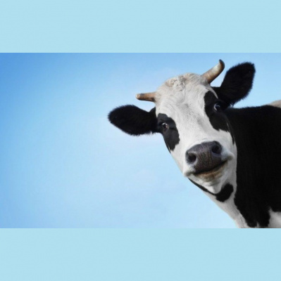 Brazilian Portuguese Podcast, By Rlp