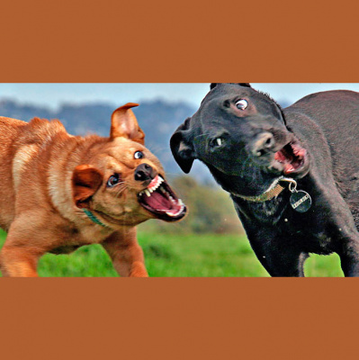 Brazilian Portuguese Podcast, By Rlp