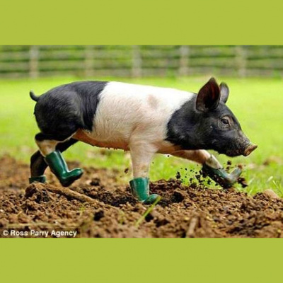 Brazilian Portuguese Podcast, By Rlp