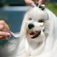 Dog Grooming