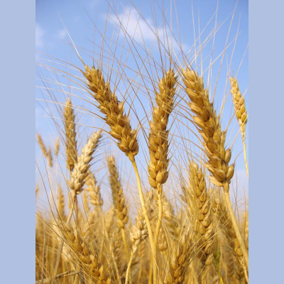 Newfangled Commerces Posts