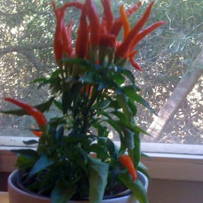 Heke Pepper | Title