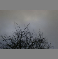 Bird on canal near Reading