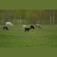 Cranes in Estonia, Jaani Talu