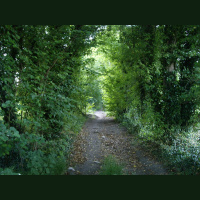 dawn chorus, Ipsden, Midsummer