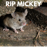 #602 PRIVATE - Streaming and Mickey