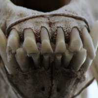 Tak Tak Duken - 228 - Criaturas de Leyenda: El Chupacabras