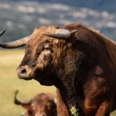 Tak Tak Duken - Podcast