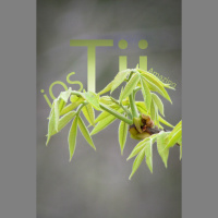 Tii - iTem 0222 - Its so nice to be happy