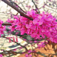 Tii - iTem 0390 - iOS 9.3.2 Beta 3