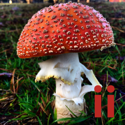 Today In Ios Podcast - The Unofficial Ios, Iphone, Ipad, And Apple Watch News And Iphone Apps Podcast