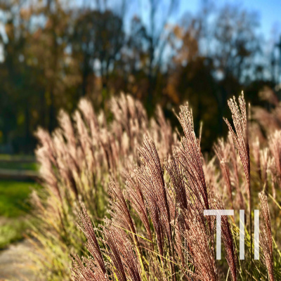 Today In Ios Podcast - The Unofficial Ios, Iphone, Ipad, And Apple Watch News And Iphone Apps Podcast