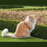 DailyBoo 10-06-08 Cat Parasite Affects Humans