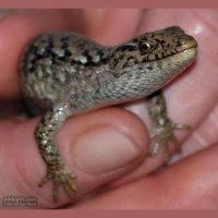 DailyBoo 10-06-27 David Ickes Lizard People