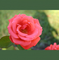 DailyBoo 10-06-09 Wine Tasting Notes