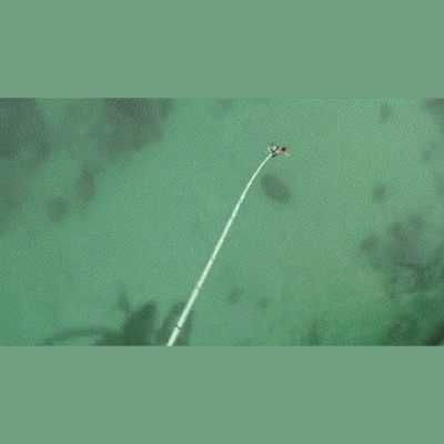 Skevos Mavross Posts