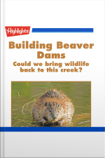 Building Beaver Dams