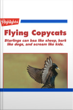 Flying Copycats