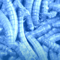 #109: Insectos Fotogrametiados