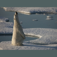 Greenpeace в России: арктическая кампания (8) 