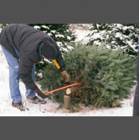 Greenpeace в России: лесная программа (2) 