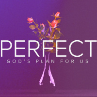 Perfect Sacrifice: Week 8