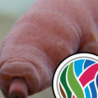 Tardigrades and the Ten Commandments