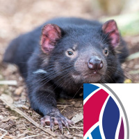 Transmissible Tumours and LSD Receptors