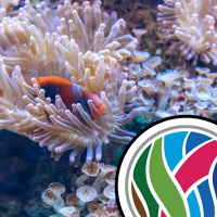 Can Corals Resist Bleaching?