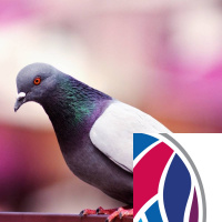 Pigeon patterning and stiff lungs