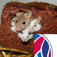 Inside Your Microbiome