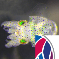 Glowing Squid, and Electric Anxiety