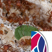 Insect Farmers and oxytocin