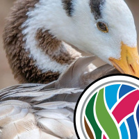 Astronauts, geese and realistic retinas