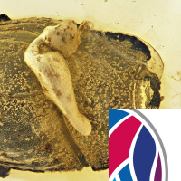 Malaria and Myrmecophiles