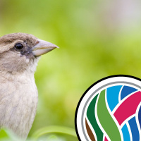 Sparrows, cavefish and fighting fungus