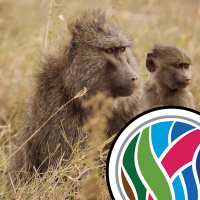 The widowhood effect, and clapped out baboons