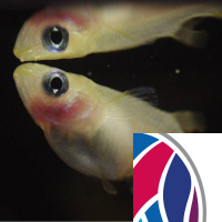 Fish Recognise Fish Faces