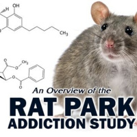 Interview: Rat Park Director Shawney Cohen