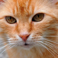 Los bigotes de los gatos